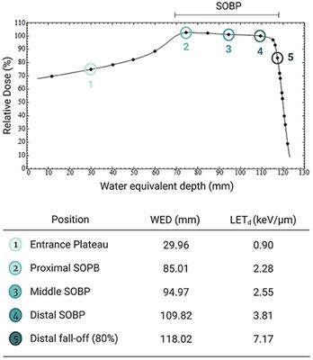 Radiosensitization Effect of Gold Nanoparticles in Proton Therapy